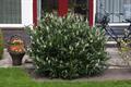 cherry laurel